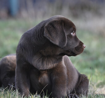 Labrador Retriever z rodowodem ZKwP, FCI Badania Genetyczne - 7