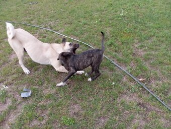 Bandog,kangal,Dog argentyński - 7