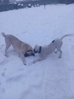 Bandog,kangal,Dog argentyński - 7