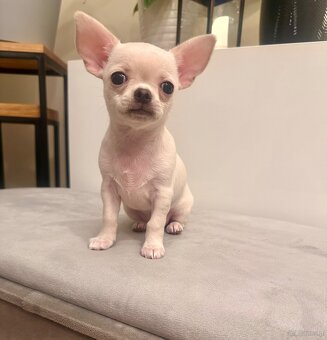 Szczeniaki rasy chihuahua 7tyg - 7