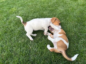 Szczeniaki jack russell terrier suczki i piesek - 7