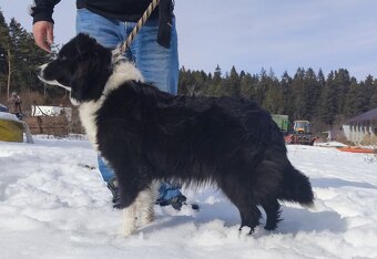 Rasowy pies z pełną dok. przebadani rodzice BORDER COLLIE z - 7