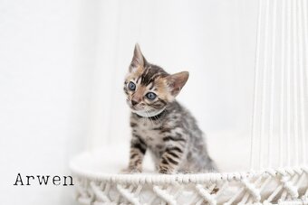 OUR BENGAL KITTENS WITH PEDIGREE CERTIFICATES - 7