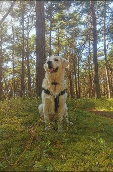 Szczeniaki Golden Retriever - 7