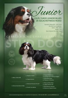 Szczeniaki pieski Cavalier King Charles Spaniel ZKwP FCI - 7