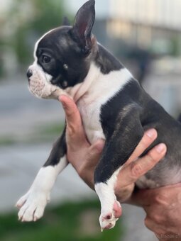 Boston Terrier - 7