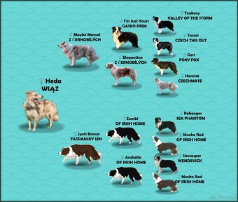 Szczenię BORDER COLLIE z Hodowli - Rasowy pies z pełną dok. - 7