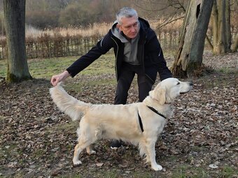 GOLDEN RETRIEVER po championie białe złote biszkoptowe - 7