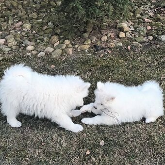 SAMOJED szczenięta - 7