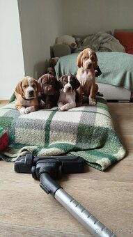 Pointer / English pointer - 7