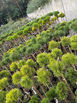 Sosny Świerki c5 /c7,5 hurt - 7