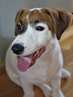 Jack Russell terrier - 7