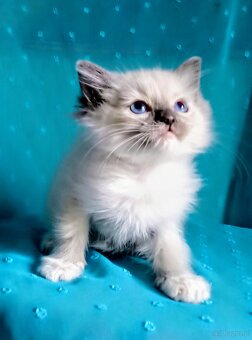 Piękny kocurek Ragdoll z rodowodem i wyprawką - 7