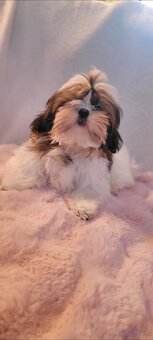 Piesek Shih Tzu - 7