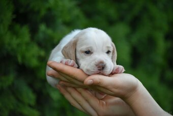 Beagle  s PP (FCI) - 7