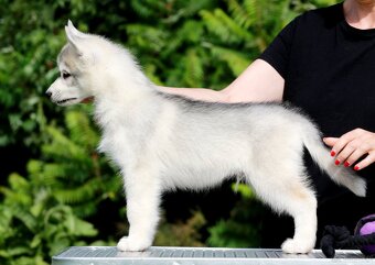 Siberian Husky ZKwP - 7