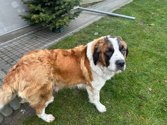 Bernardyn szczeniaki - 7