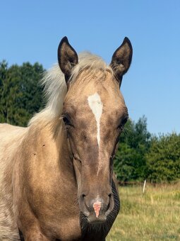 Qh - 7