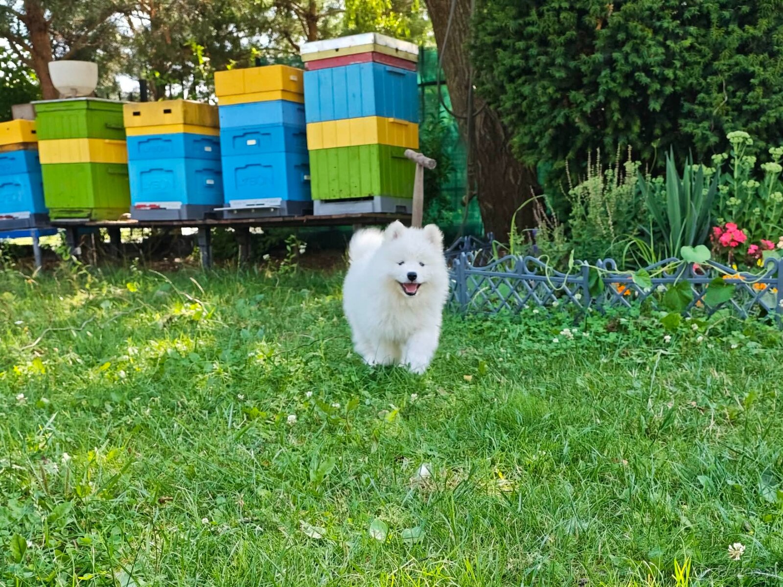 Samoyed - szczenięta - 8