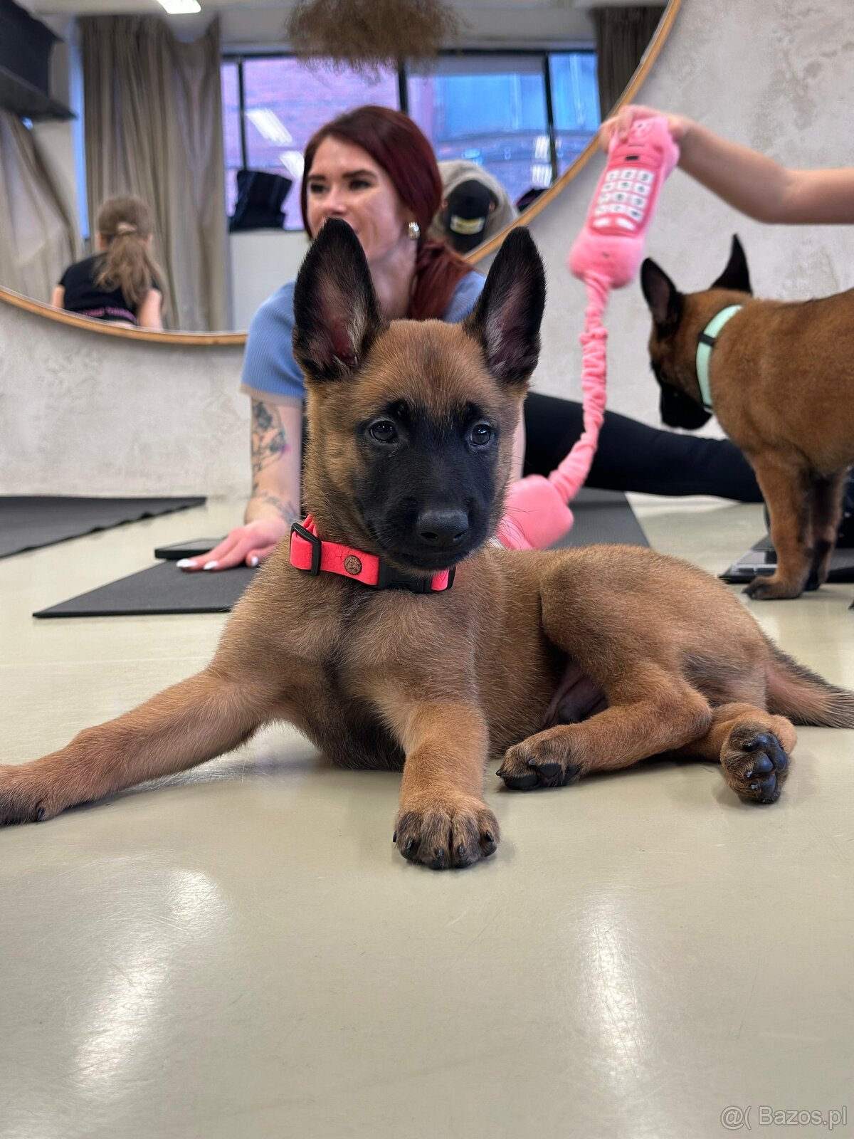 Owczarek belgijski z rodowodem FCI - 8