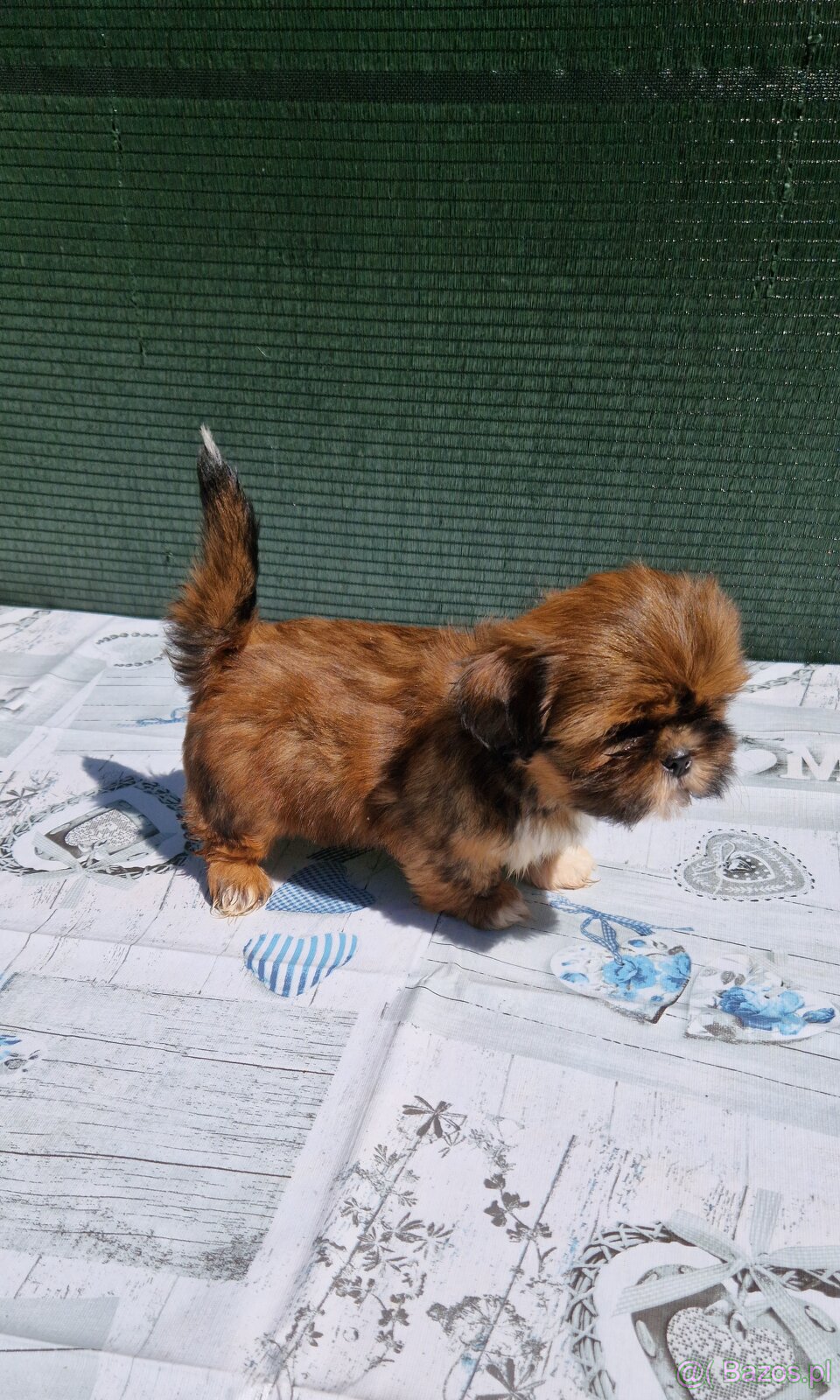 Szczenięta Shih-tzu - 8