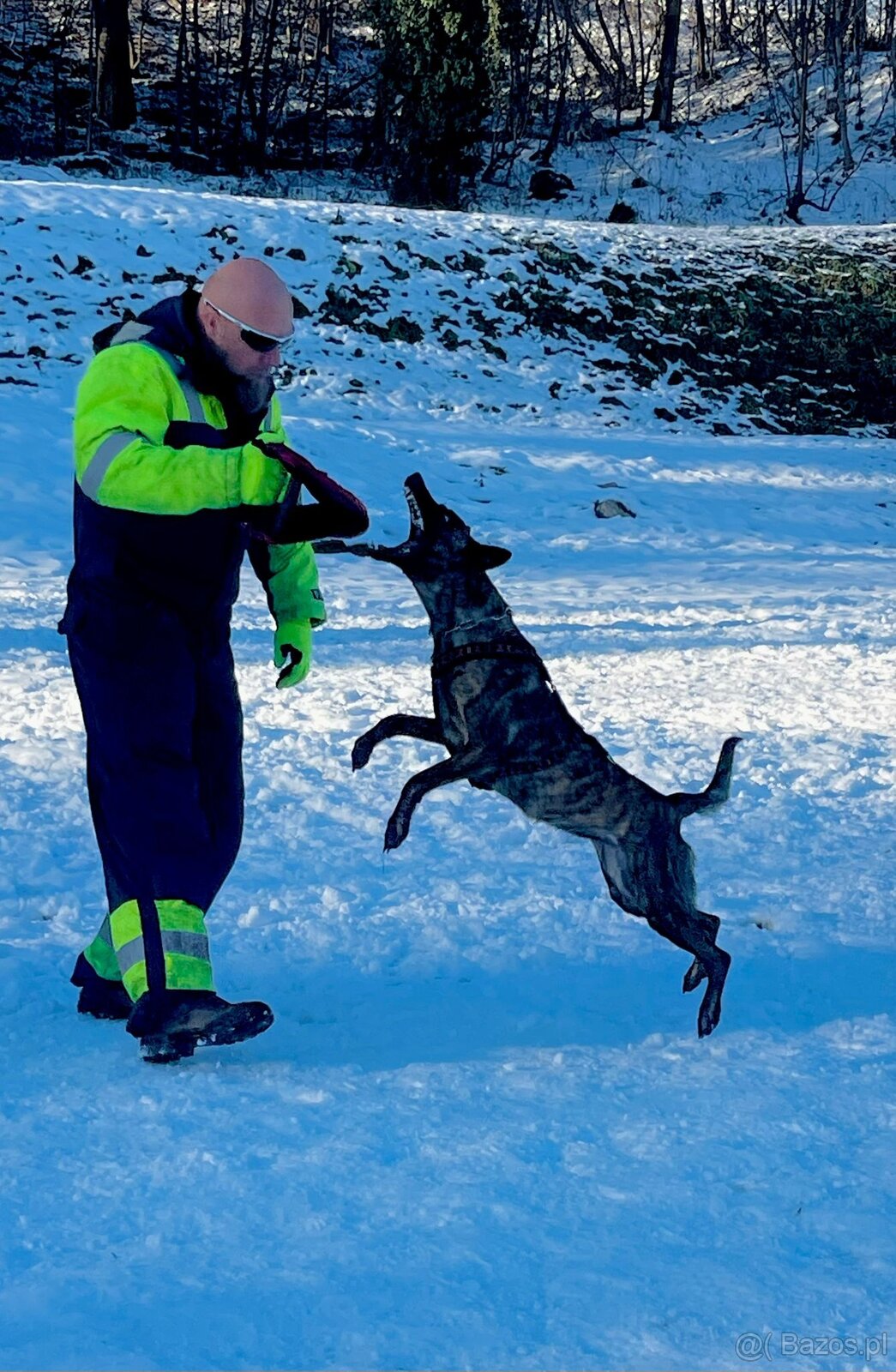 Holandský ovčák krátkosrstý. - 8