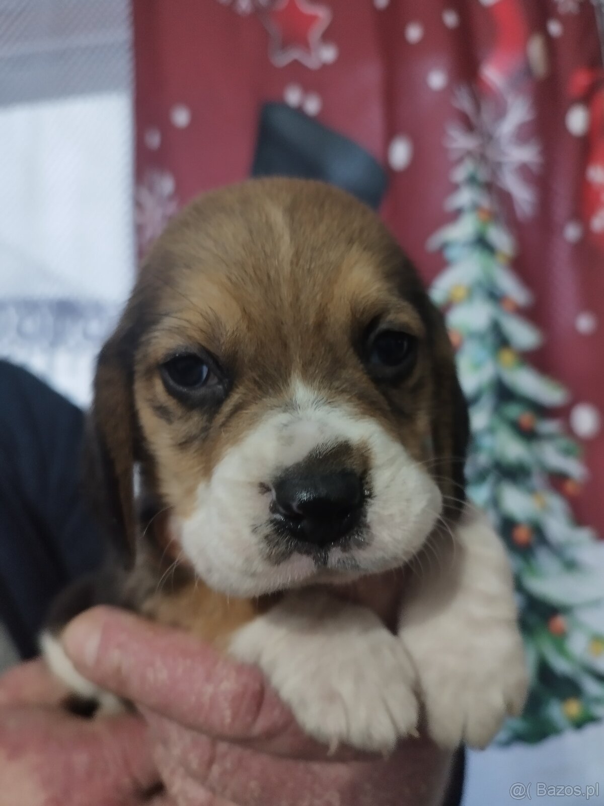 Rodowodowe szczenięta rasy Beagle tricolor, profil DNA - 8