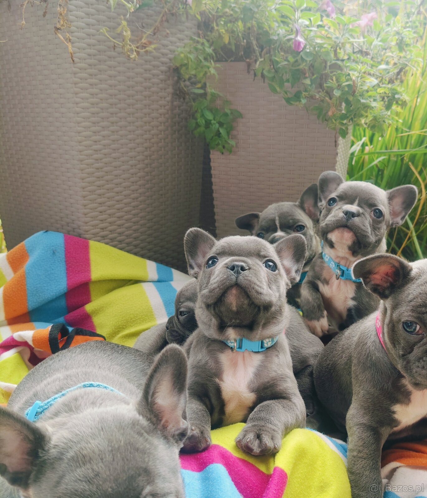 Buldog francuski BLUE niebieski szczeniak suczka pies piesek - 8