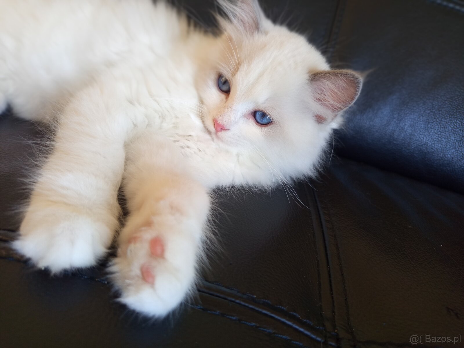 Rodokmenová koťata Ragdoll po Šampionovi - 8