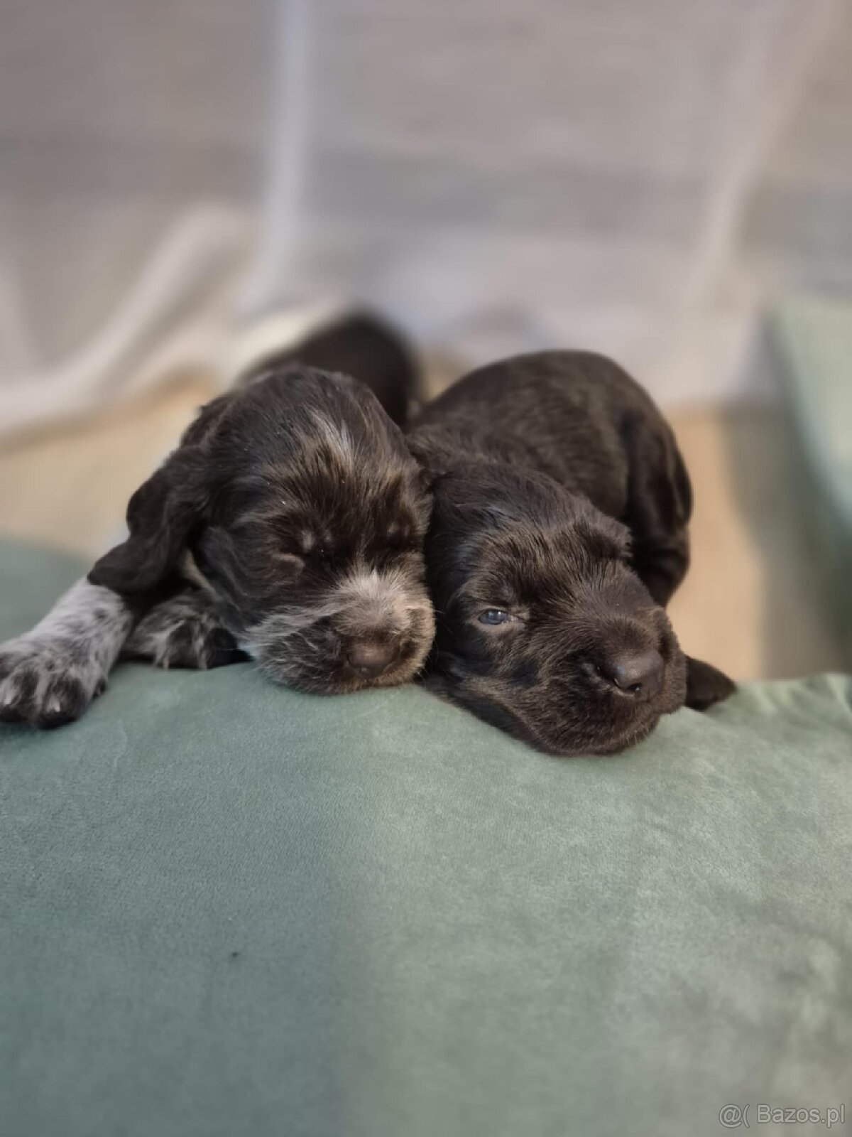 PŁochacz Niemiecki WACHTELHUND - 8