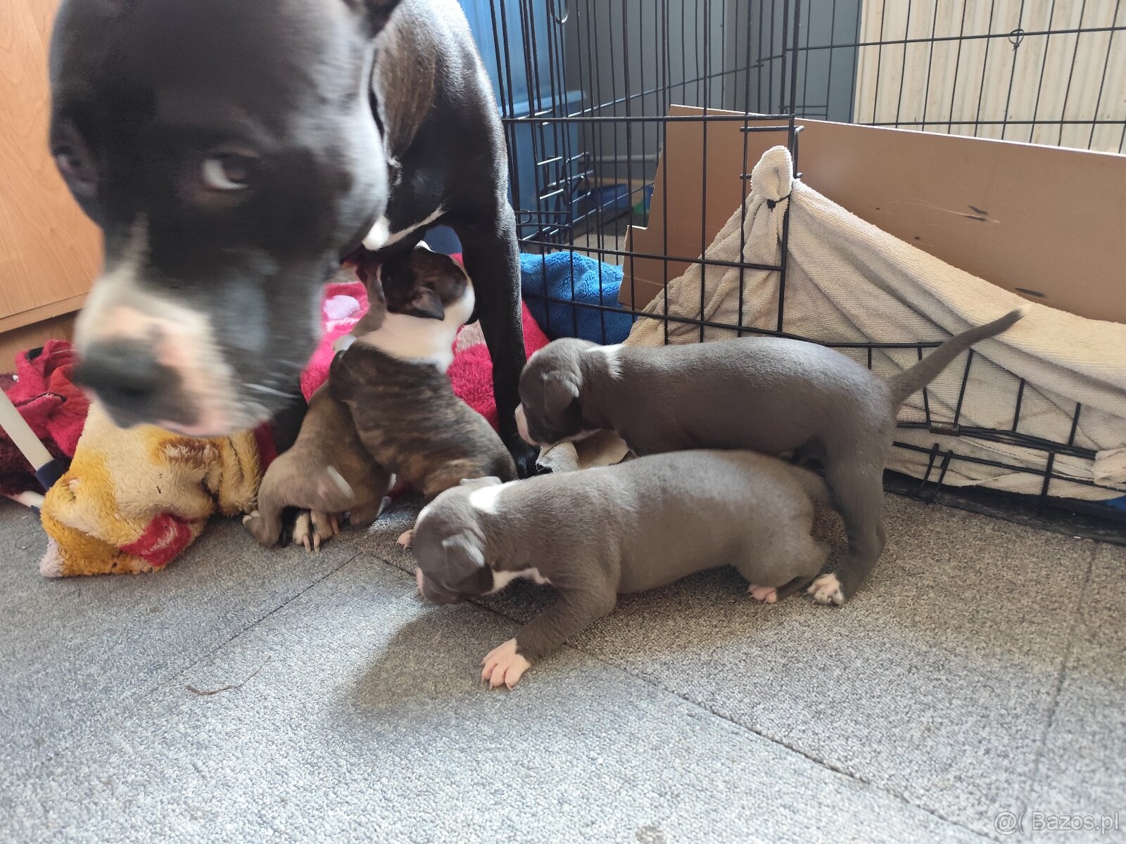 Rezerwacja szczeniąt Amstaff - 8