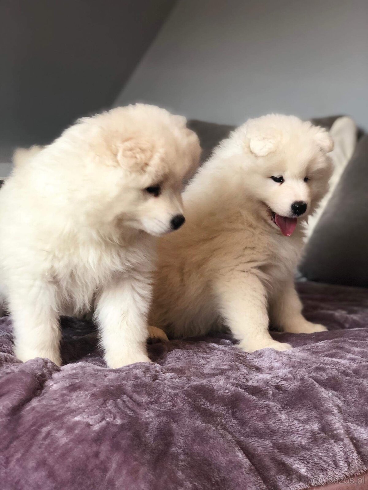 Samoyed Szczenięta - 8