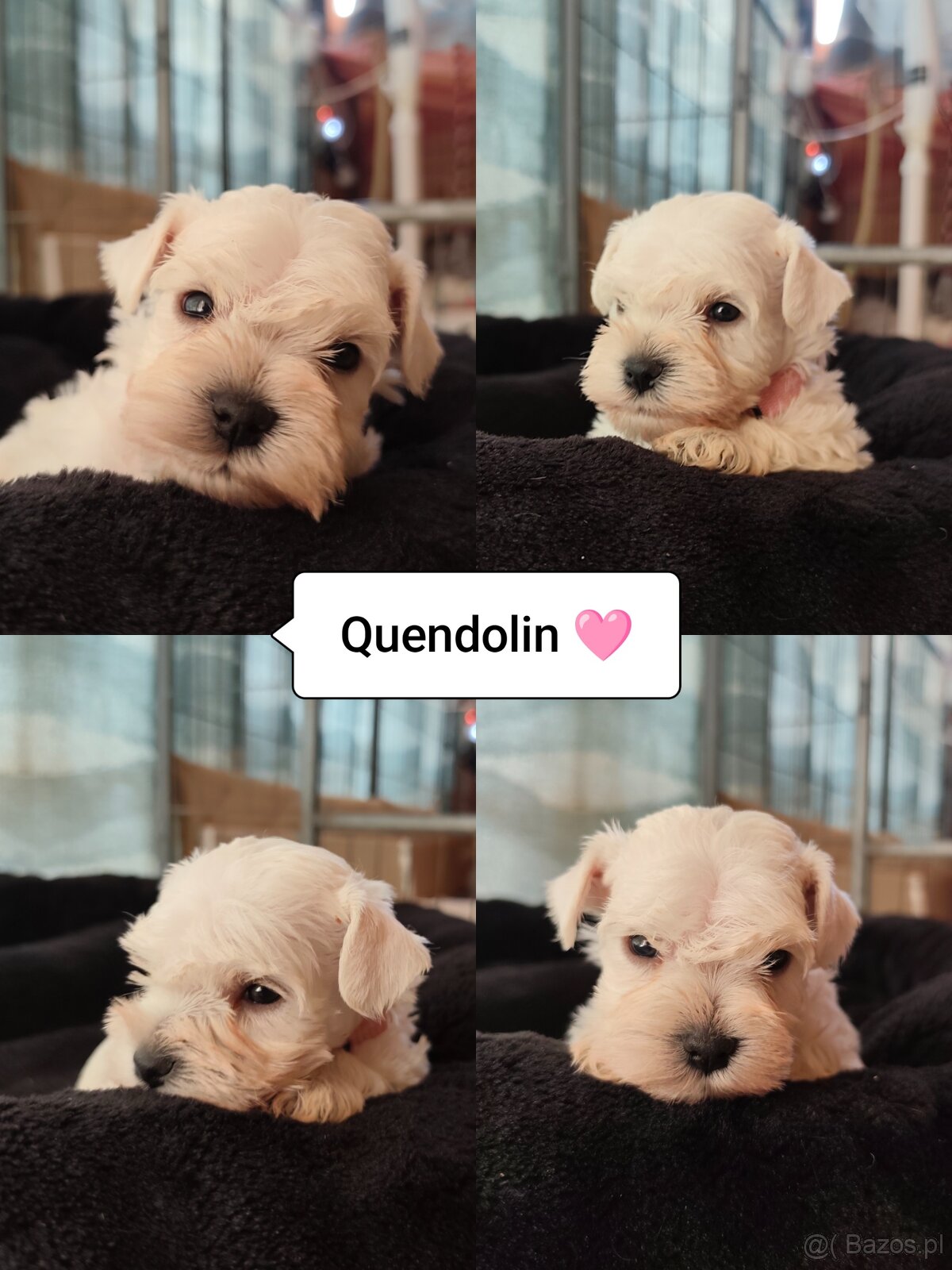 Schnauzer miniatúrne white - 8