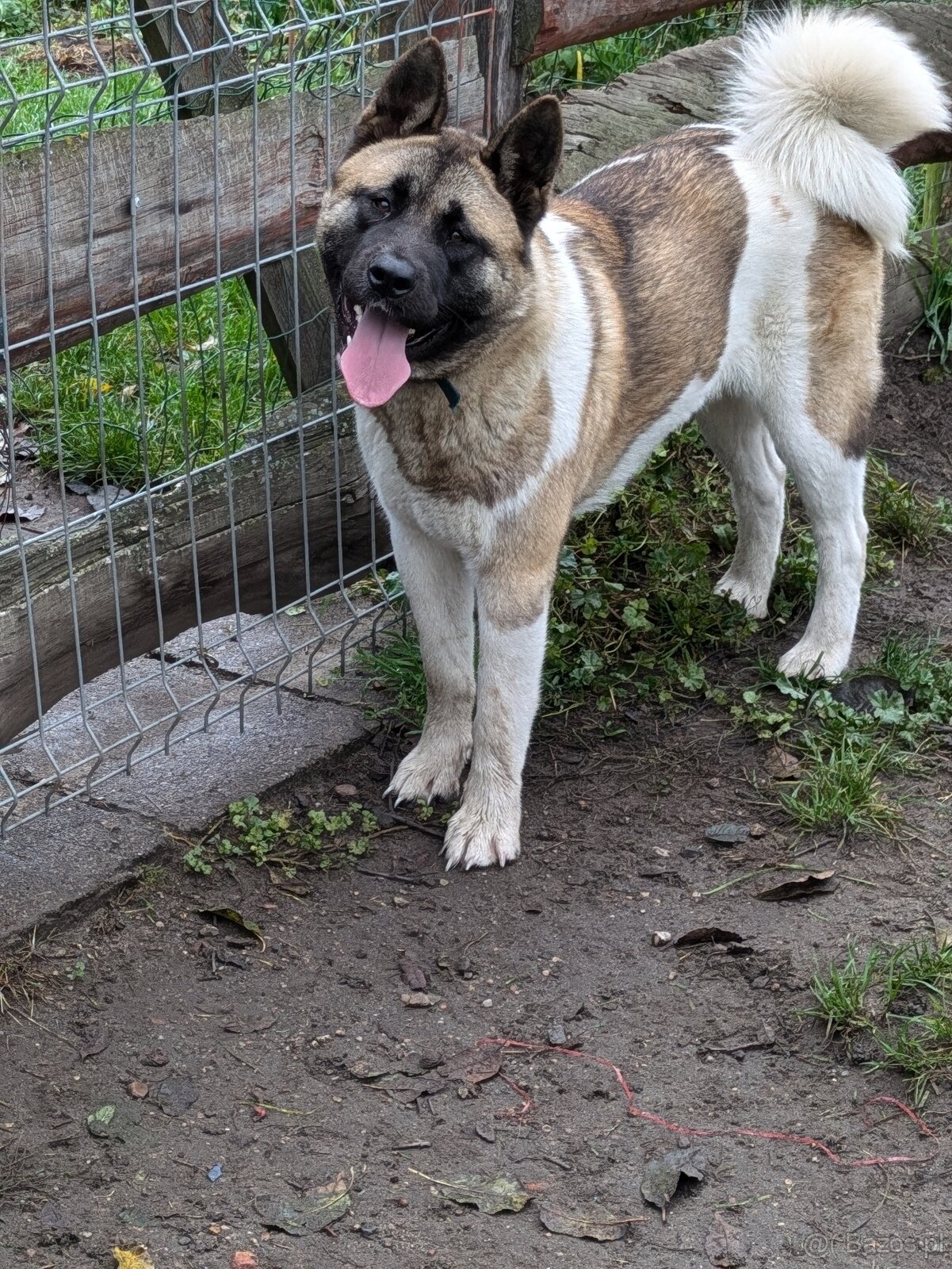 Akita Amerykańska FCI - 8