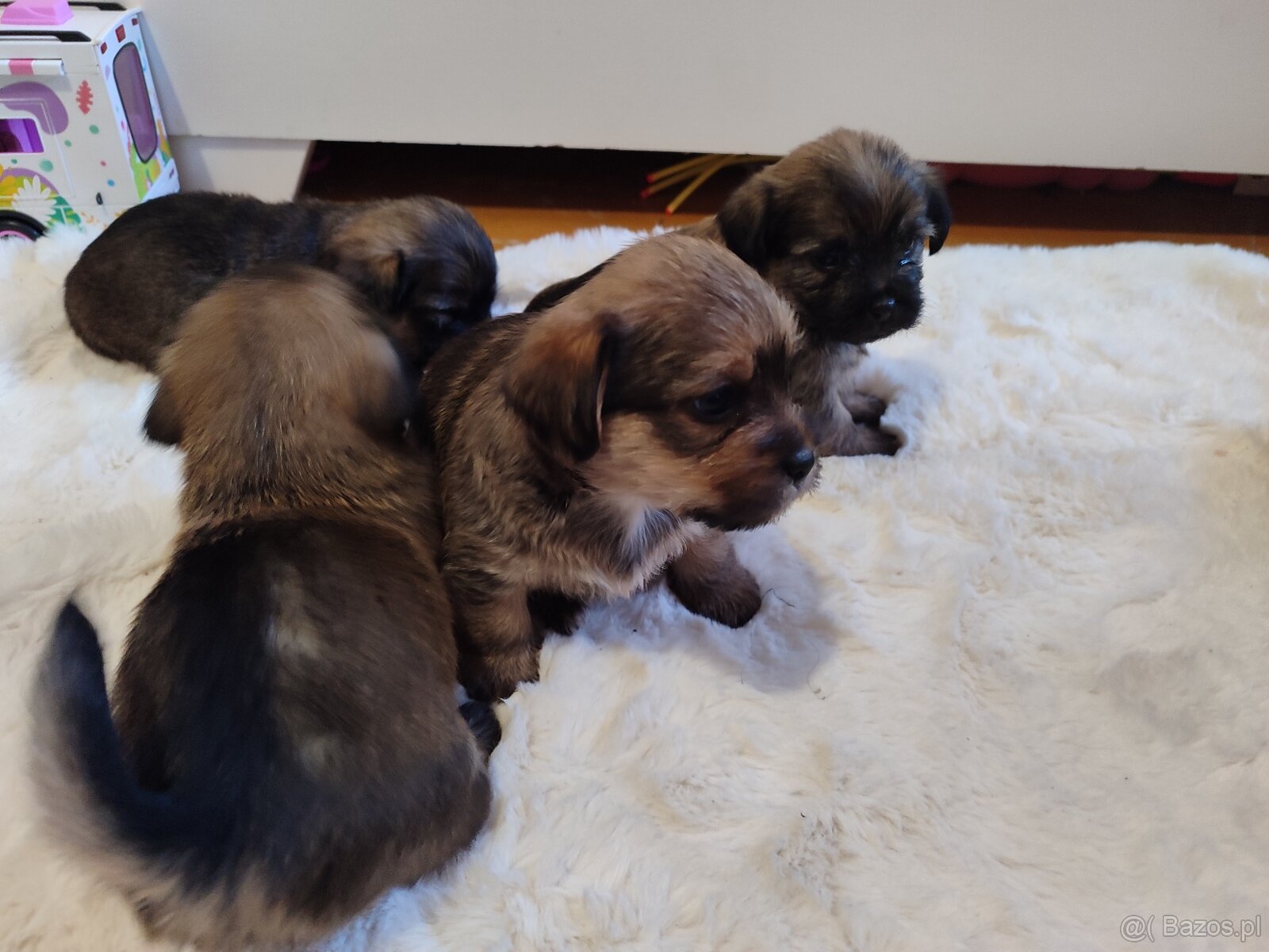 Śliczne suczki i pieski - 8