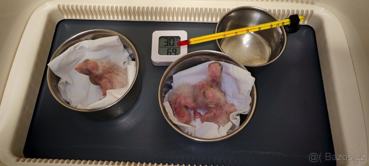 barwinka białobrzucha - 8