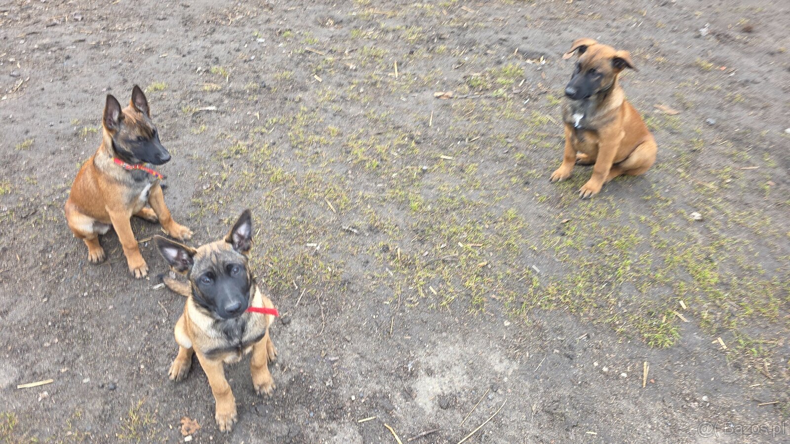 Owczarek belgijski - 8