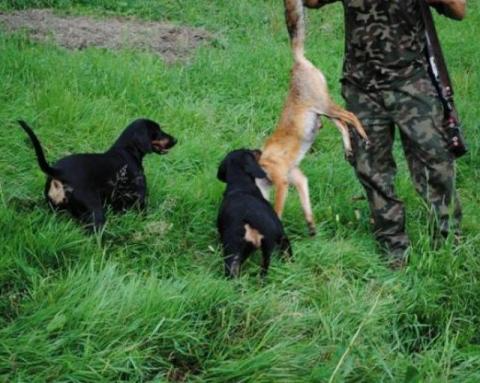 Reproduktory rasy GOŃCZY POLSKI użytkowe zapraszają suczki - 8