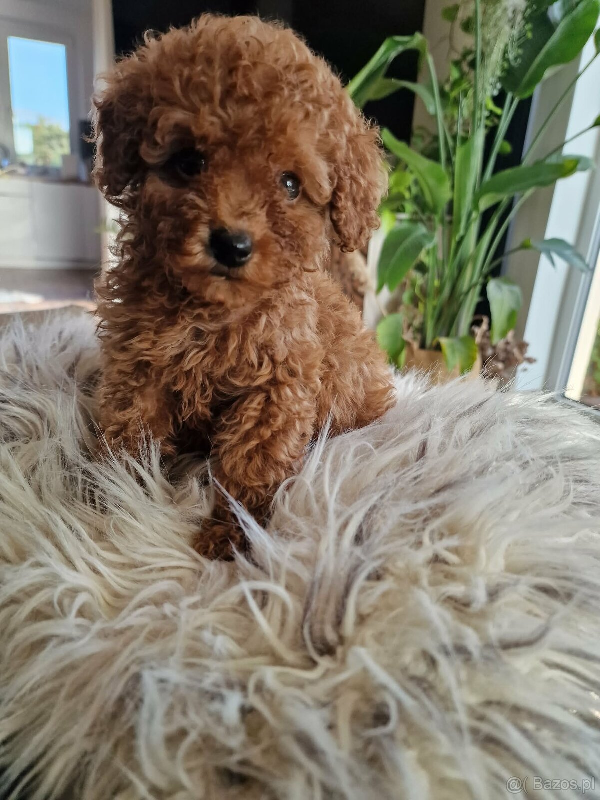 Pudel toy chlopczyk badania genetyczne - 8