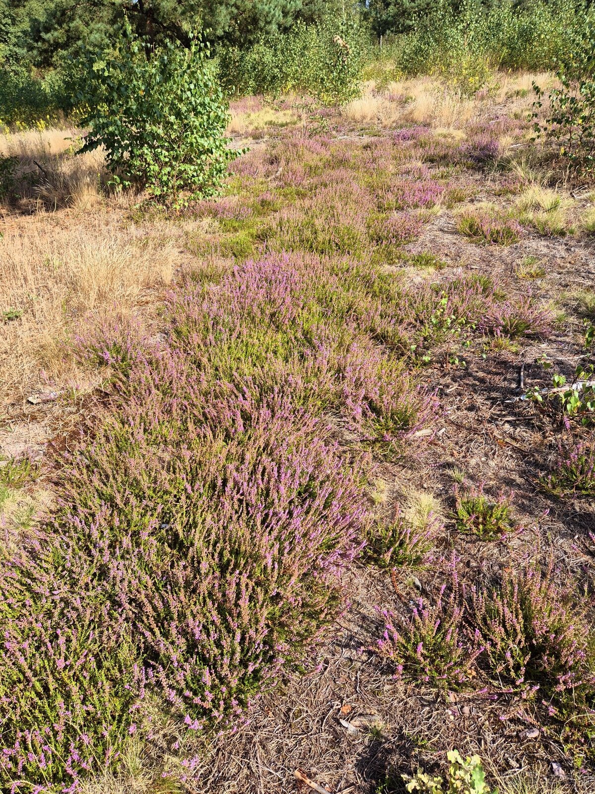 Działka Rolno-Rekreacyjna 3000m2 przy Puszczy Bolimowskiej - 8