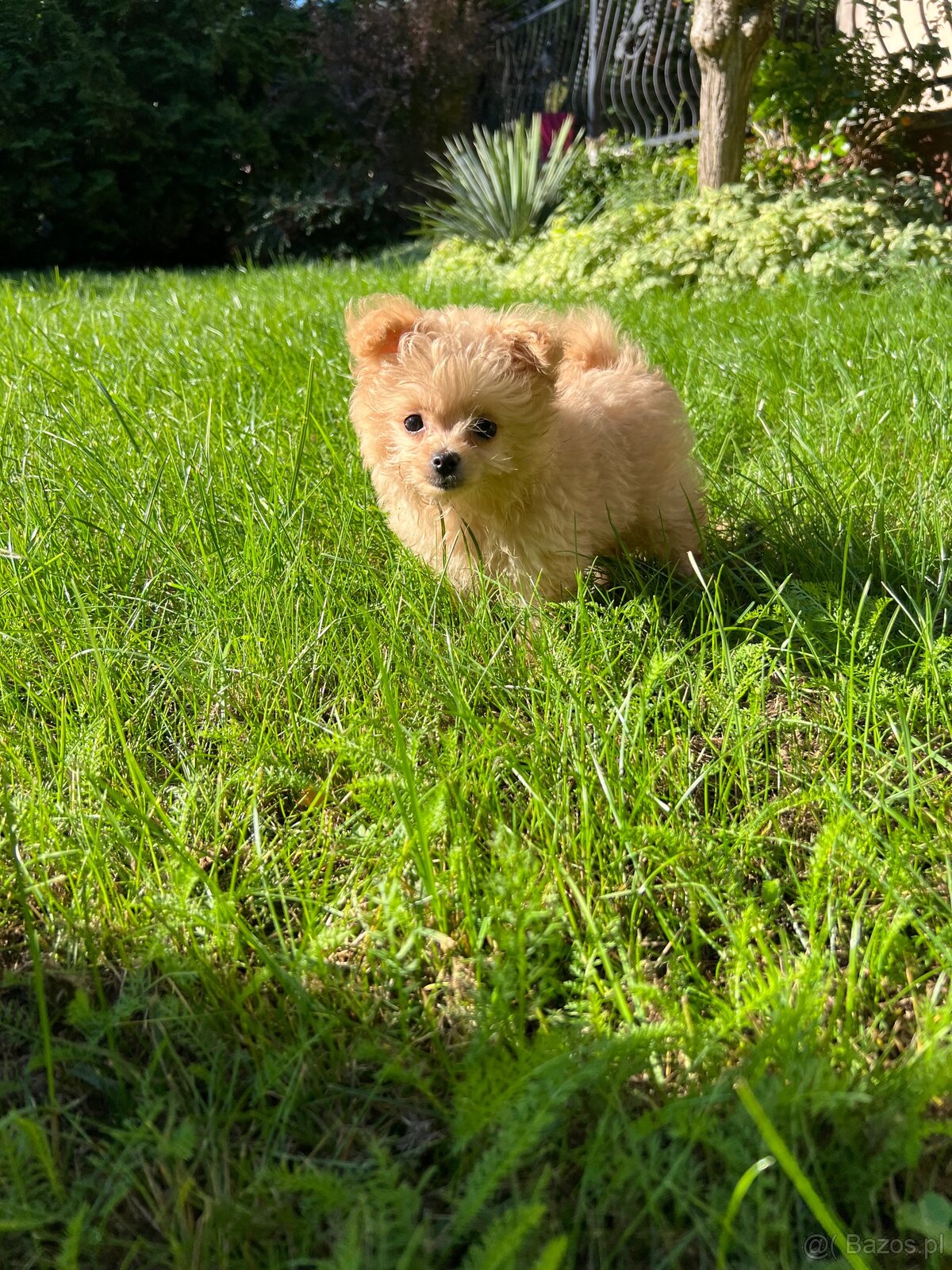 Piesek Pomapoo Maltipoo Miniaturka puchaty miś pies z rodowo - 8