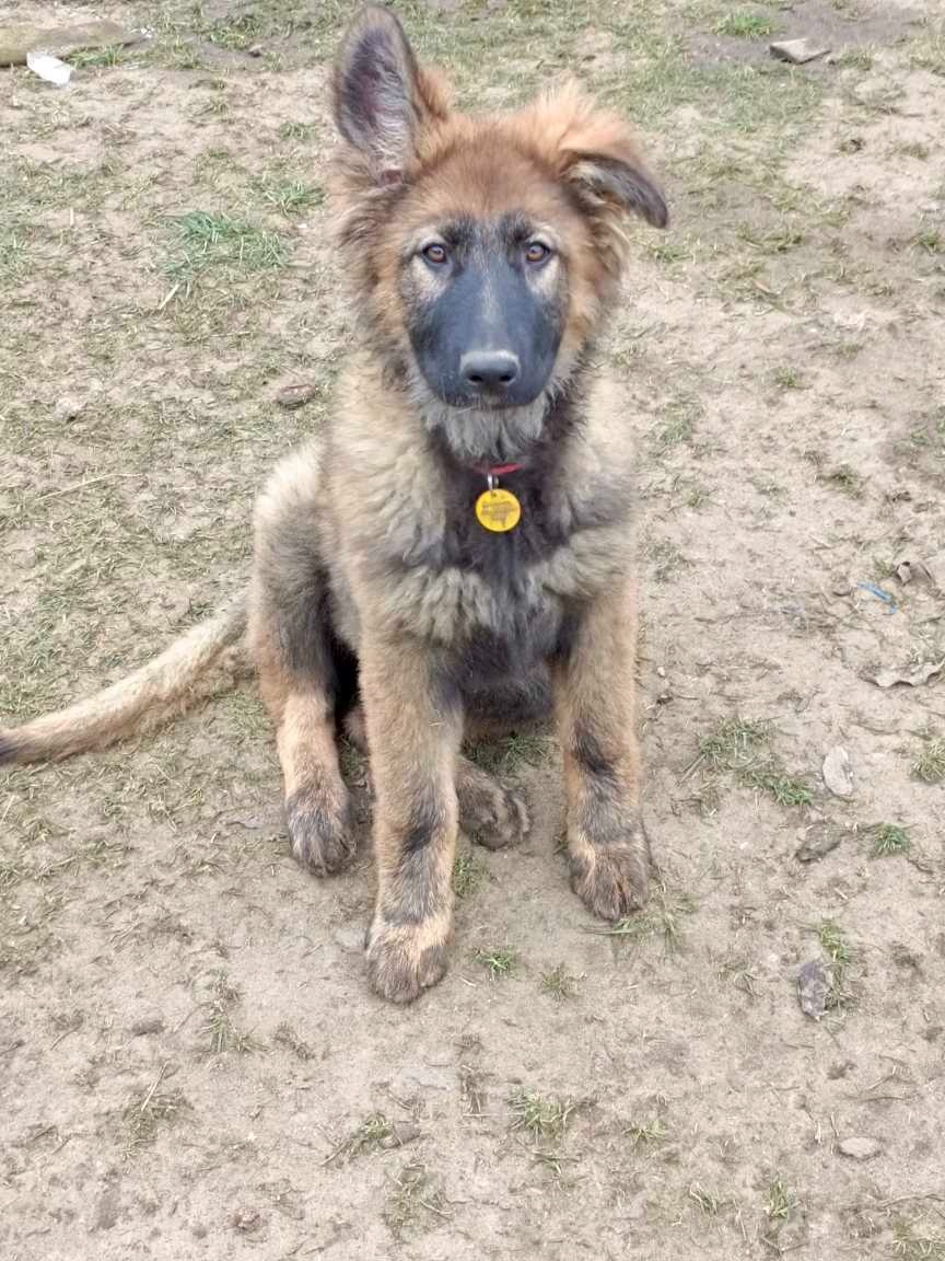 Suczka owczarek niemiecki długowłosy - 8