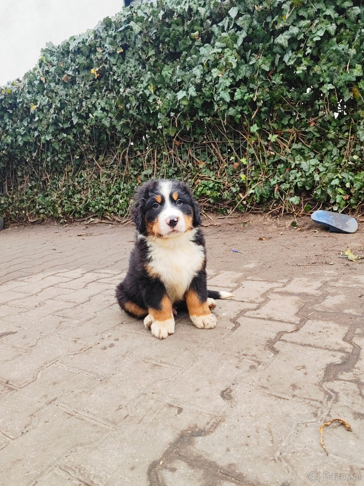 Szczenieta Berneński Pies Pasterski - 8
