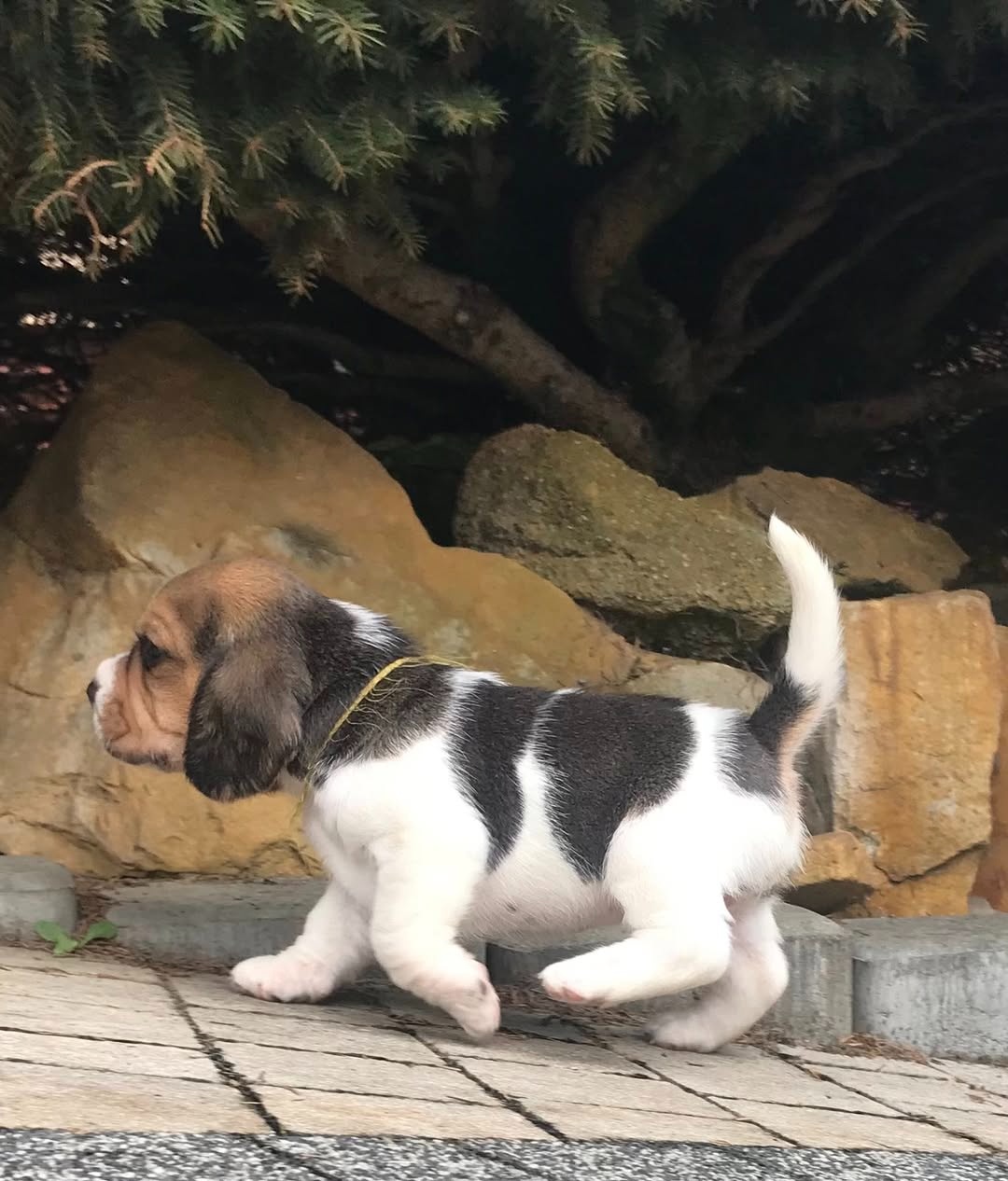 Beagle / Bigle - szczenięta rodowodowe ZKwP / FCI po Champio - 8