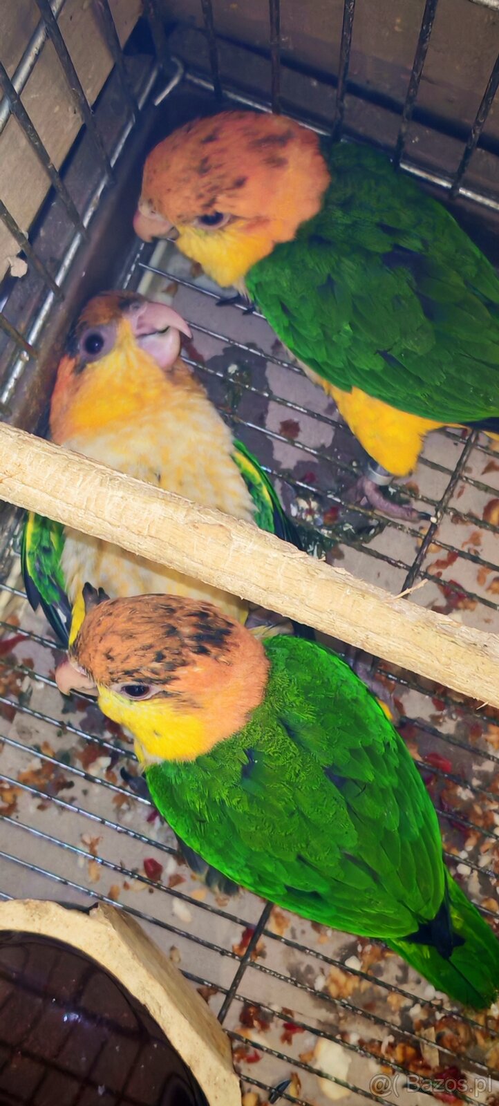 Alwksandretty wielke, kakadu ruzove - 8