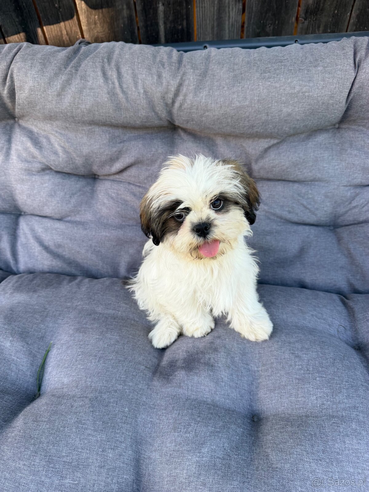 Szczeniaki Shih tzu - 8