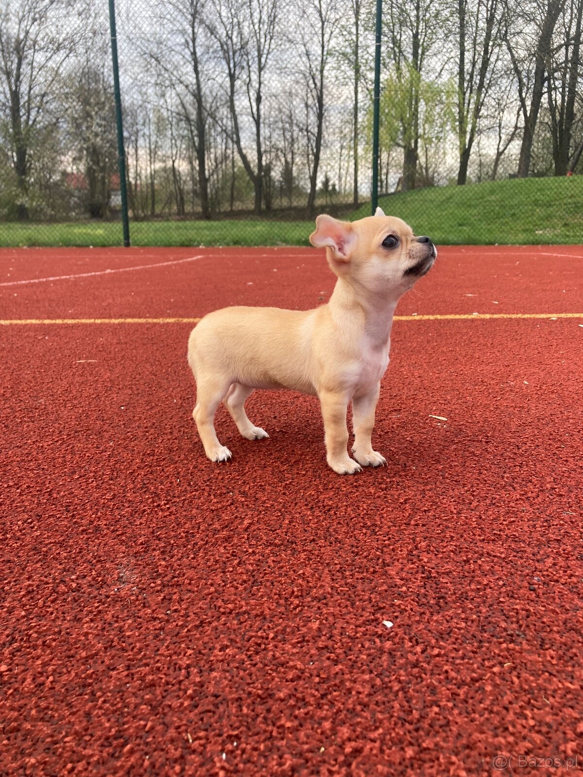 Chihuahua szczeniak - 8