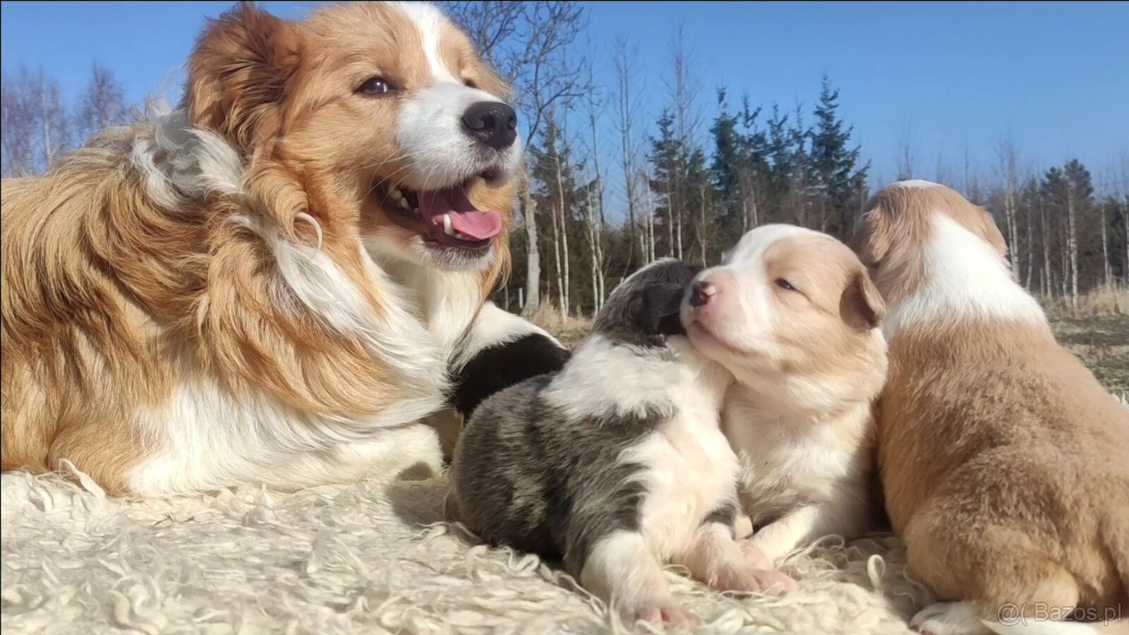 Rasowy Pies Border Collie maści BLUE - Szczeniak WILCZEK z p - 8