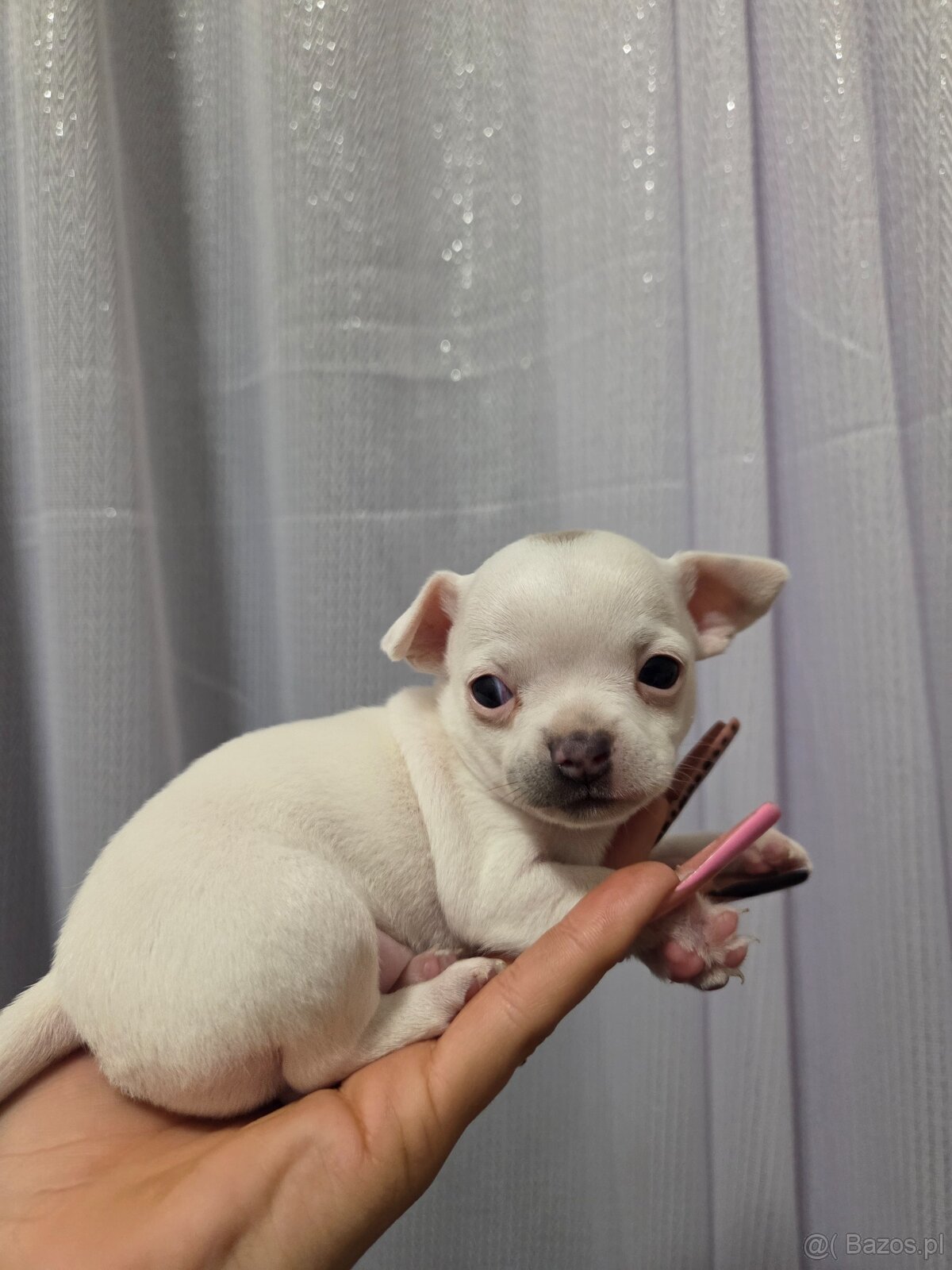 Sprzedam pieska chihuahua - 8