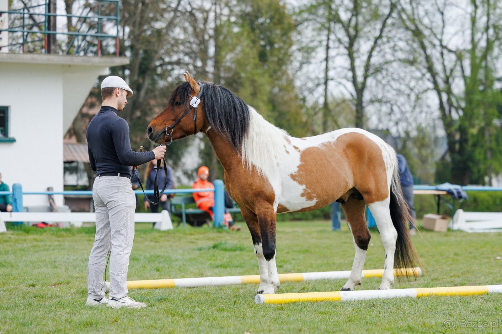 Ogier L-Karat srokaty tobiano homozygota - 8